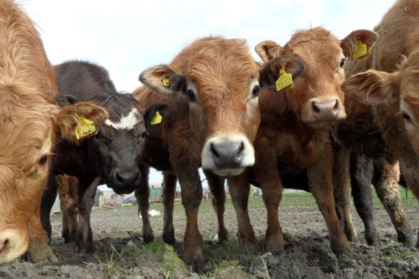 Curious cows all looking toward the camera lens at a short distance away.