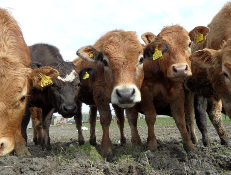 Curious cows all looking toward the camera lens at a short distance away.