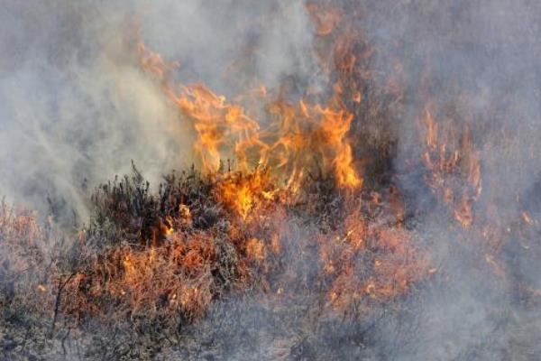 Muirburn