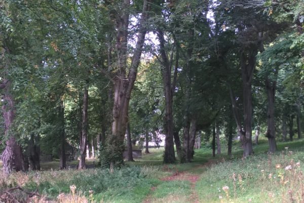 A native woodland in the background with a double wheeled track leading into it with tussocky grass either side.