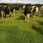 Dairy cows at grass