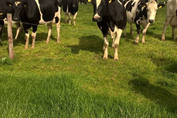 Dairy Cows at grass