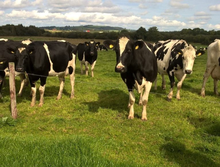 Dairy Cows at grass