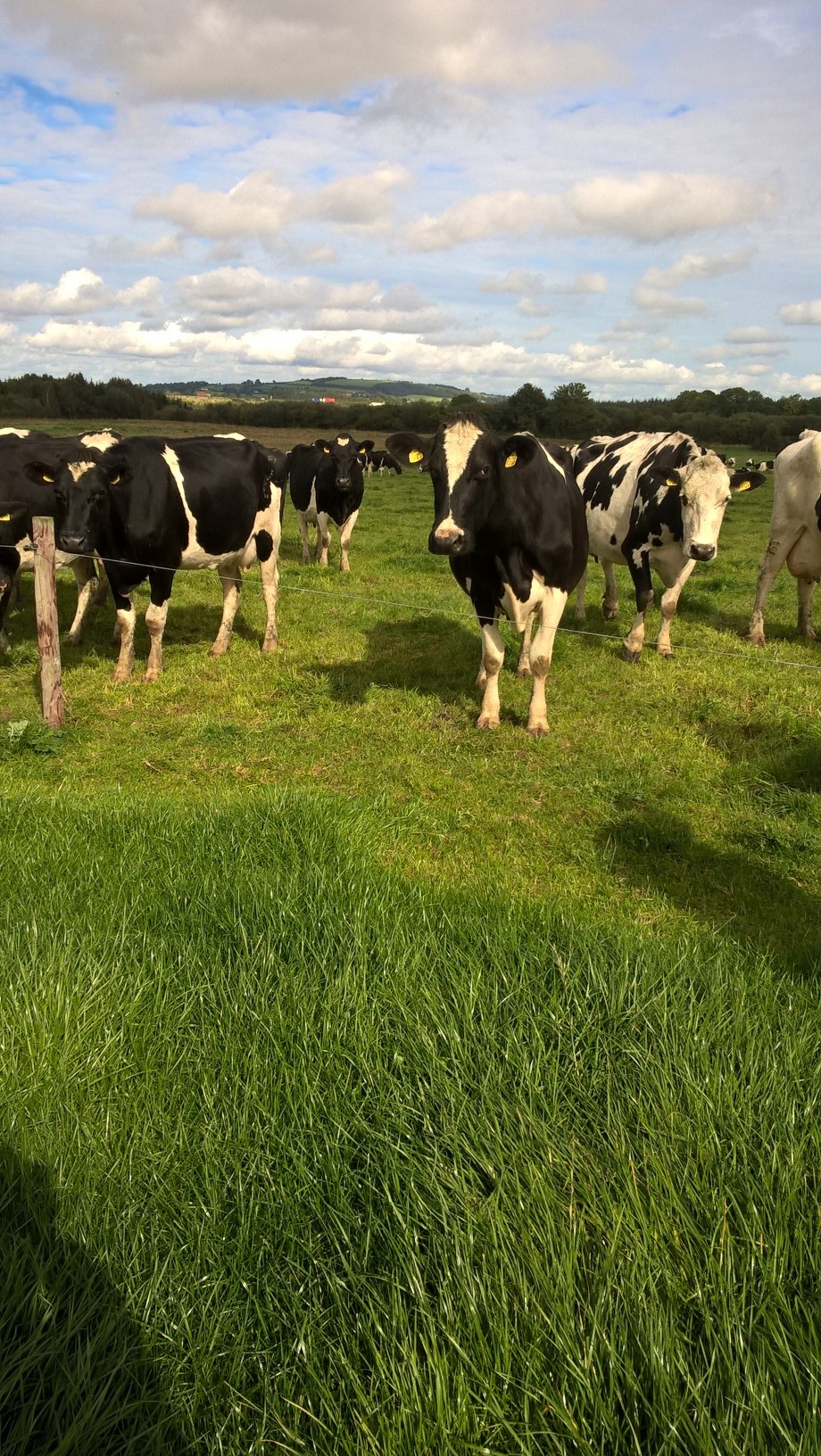 Dairy Cows at grass