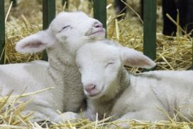 lambs