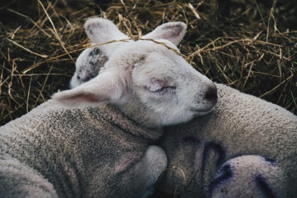 sleeping lambs