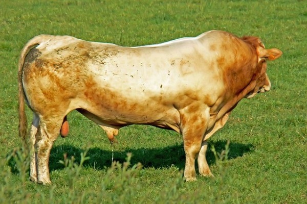 Bull in field 600x400