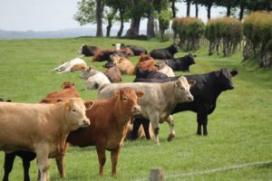 Cattle in a field