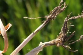 Eyespot has been surprisingly common in spring barley crops over the last few seasons