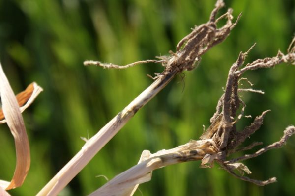 Eyespot has been surprisingly common in spring barley crops over the last few seasons