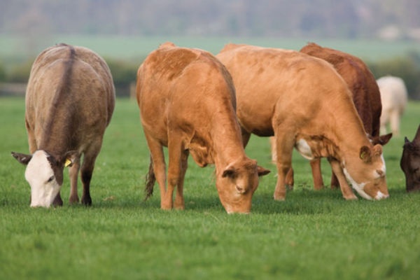 Beef Cattle Grazing