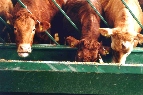 cattle eating green trough 600x400