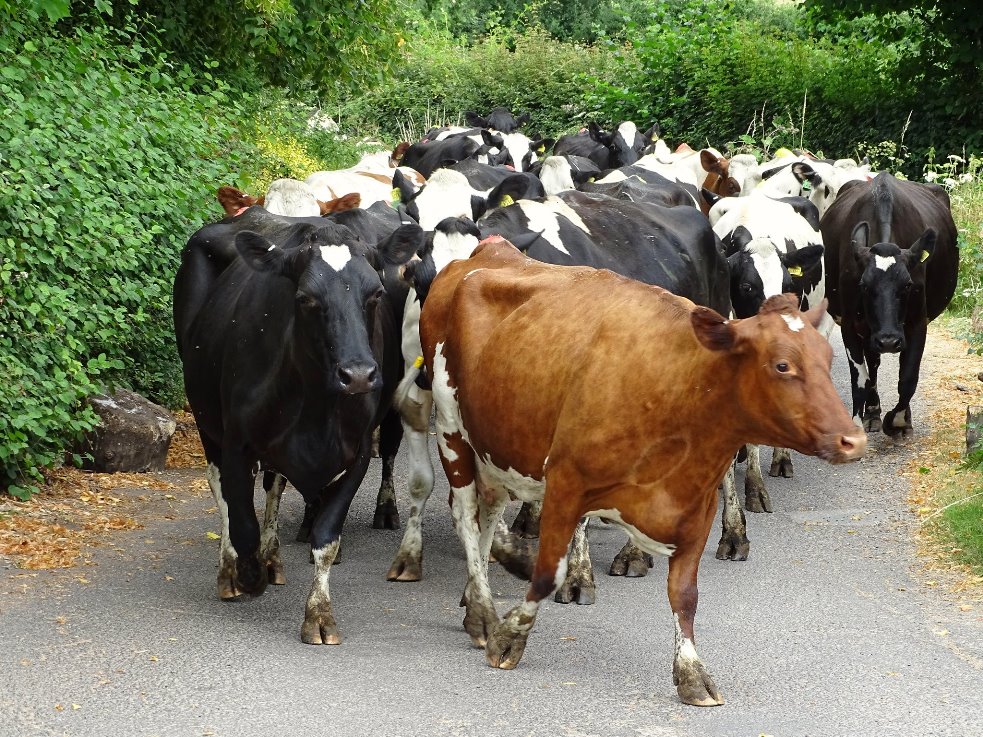 cattle walking down lane c