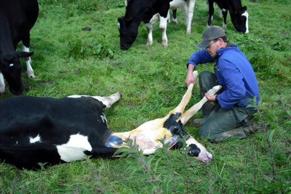 hr_CC_calf_birth_01 600x400