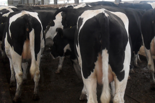 cows: first calvers with condition score of 2.5-3