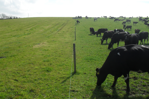 Optimising Livestock Productivity