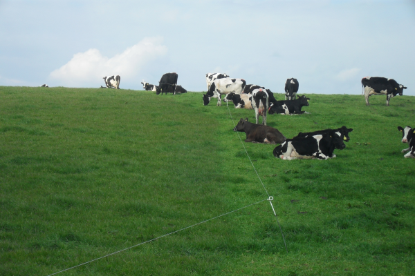 hr_dourie_cattle_09 600x400