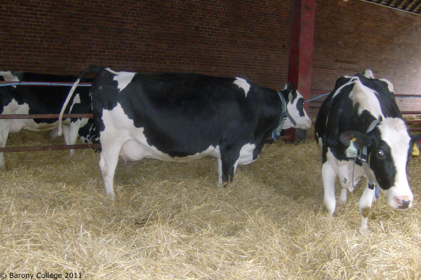hr_dry_cows_01 600x400 hr_dry_cows_01 600x400