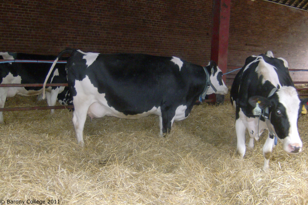 hr_dry_cows_01 600x400