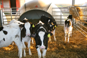 Calf and Heifer Rearing