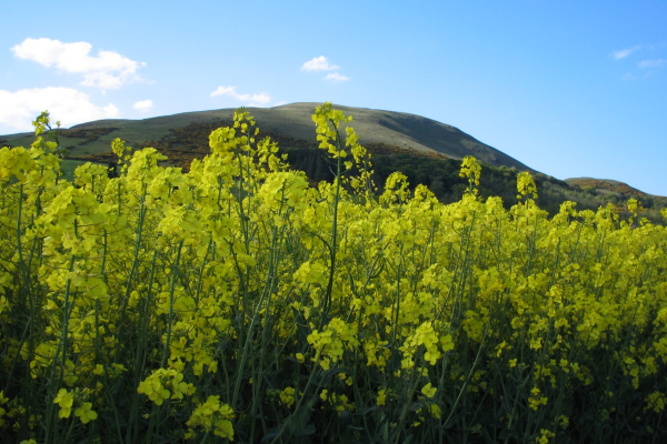 oil seed rape in flower 600x400