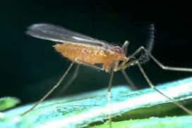 orange wheat blossom midge