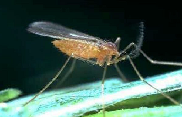 orange wheat blossom midge