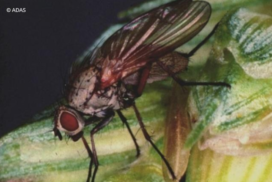 wheat bulb fly