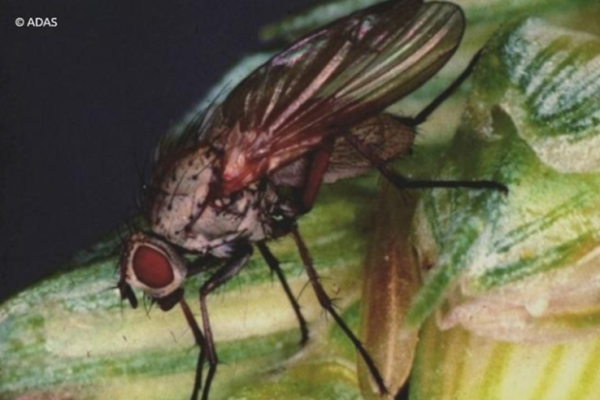 wheat bulb fly