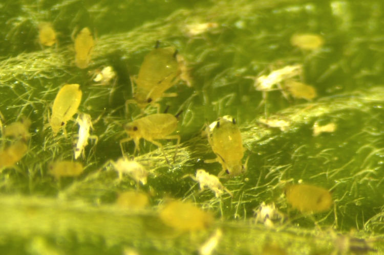 a number of aphids on a leaf
