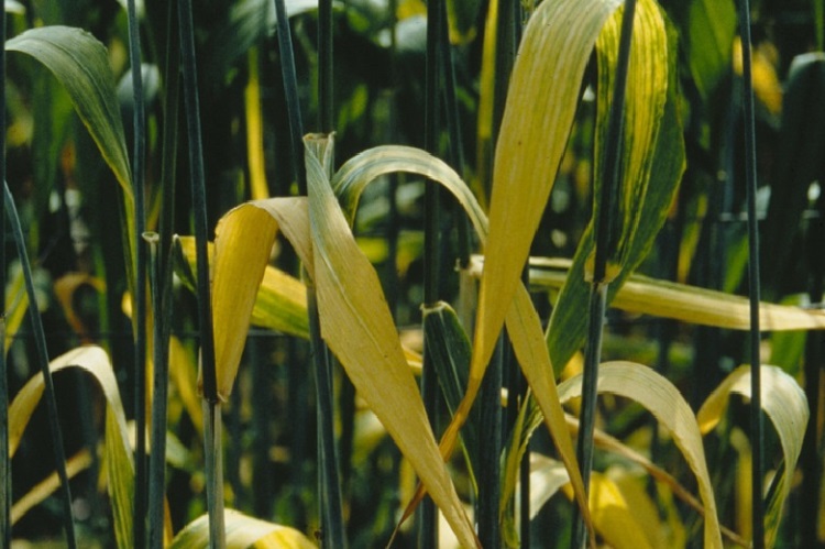 Barley Yellow Dwarf Virus -barley