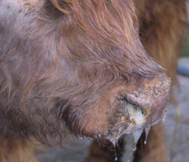 Calf with runny nose