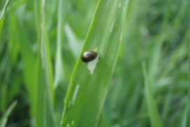 cereal leaf with beetle