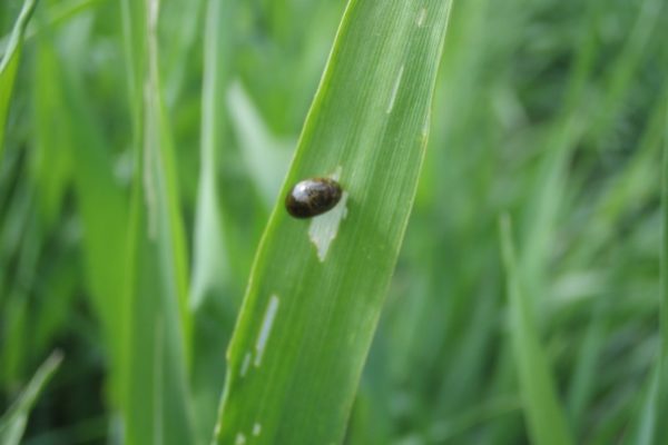 cereal leaf with beetle