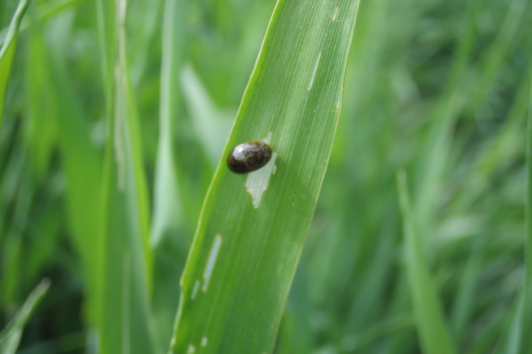 Cereal leaf beetle 750x499 cereal leaf with beetle