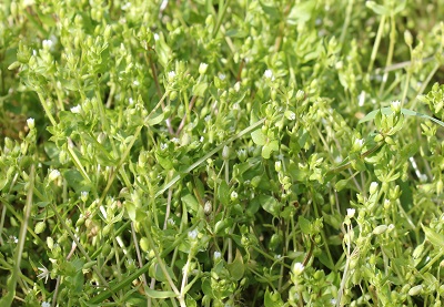 Chickweed flowering