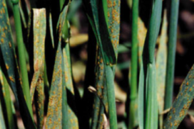 Oat crown rust