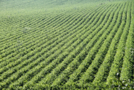 field of carrots