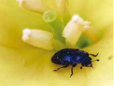 Pollen beetle Beetle
