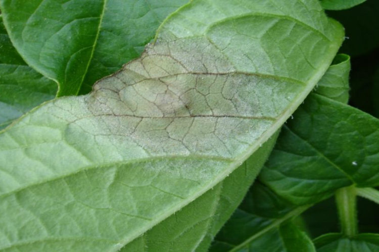 Potato blight on leaf 750x499