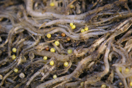 roots of potato plant showing cyst nematodes