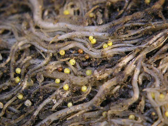 roots of potato plant showing cyst nematodes