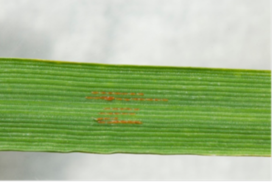 Saddle gall midge eggs on wheat Dewar crop protection 750x499