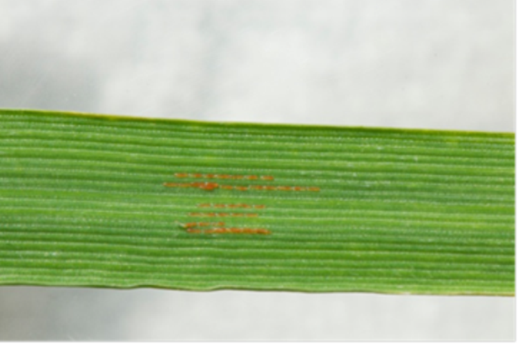 Saddle gall midge eggs on wheat Dewar crop protection 750x499