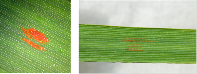 Saddle gall midge eggs on wheat (© Dewar Crop Protection)