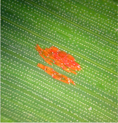 Saddle gall midge eggs on wheat (© Dewar Crop Protection)