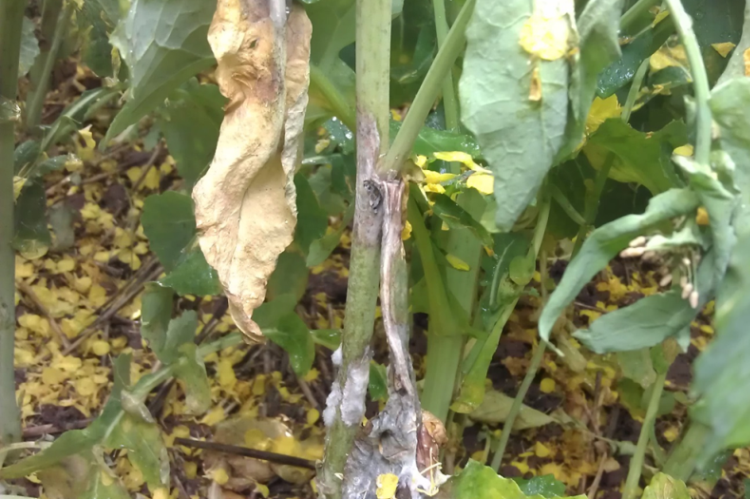 Sclerotinia 750x499