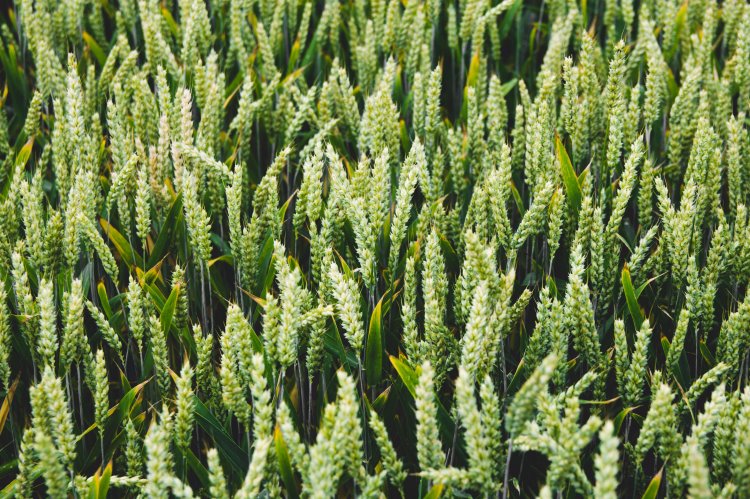 close up of wheat crop