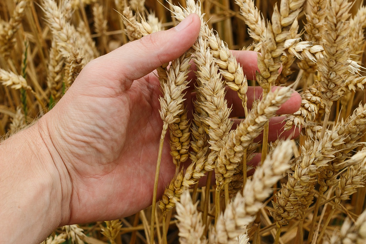 A hand examining an ear of wheat