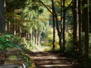 Woodland with sunshinec Woodland with sunshinec